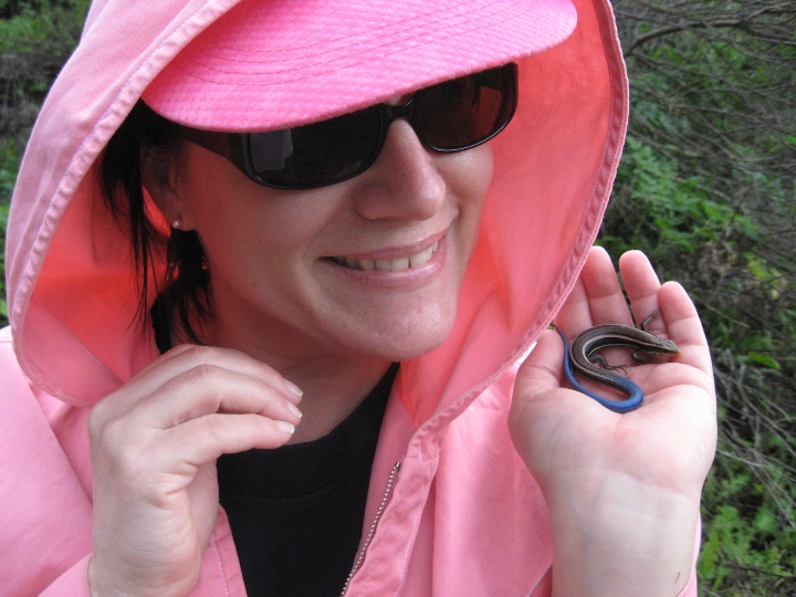 Western Skink